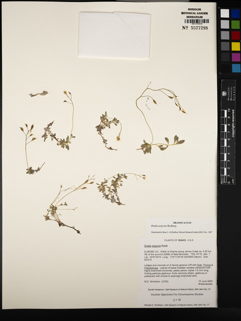 Silver Draba photo 2
