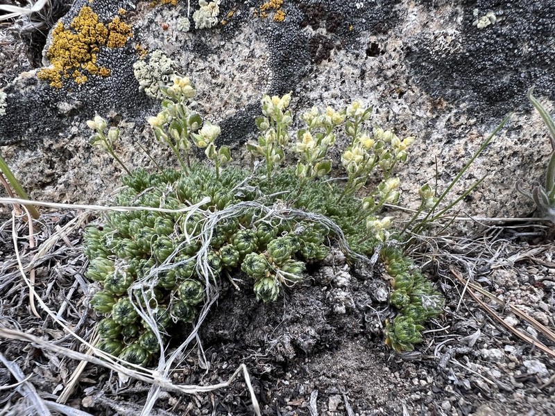 Desert Draba