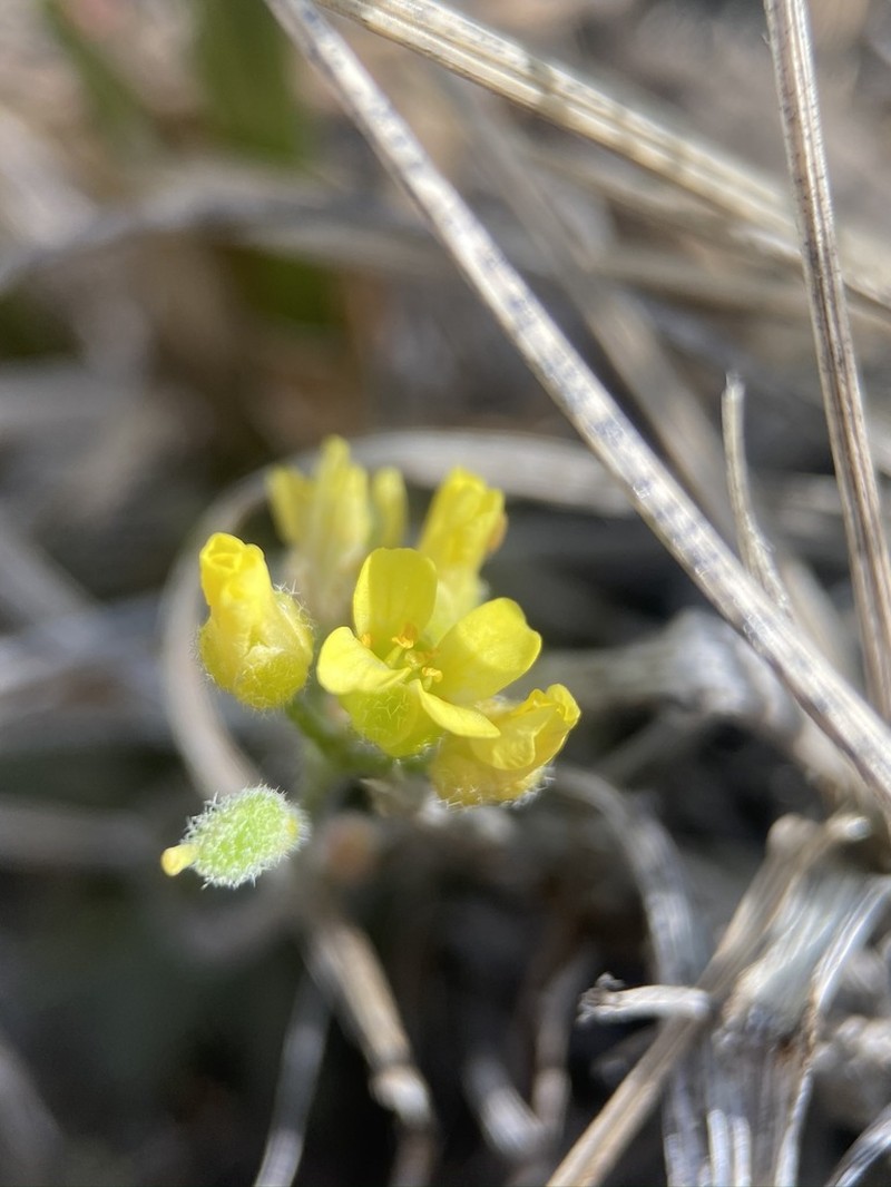 Desert Draba photo 2