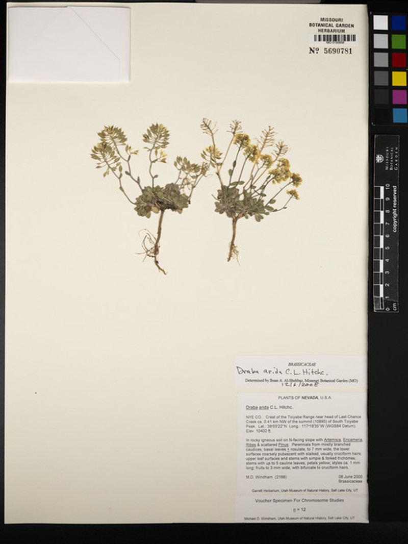 Desert Draba photo 5