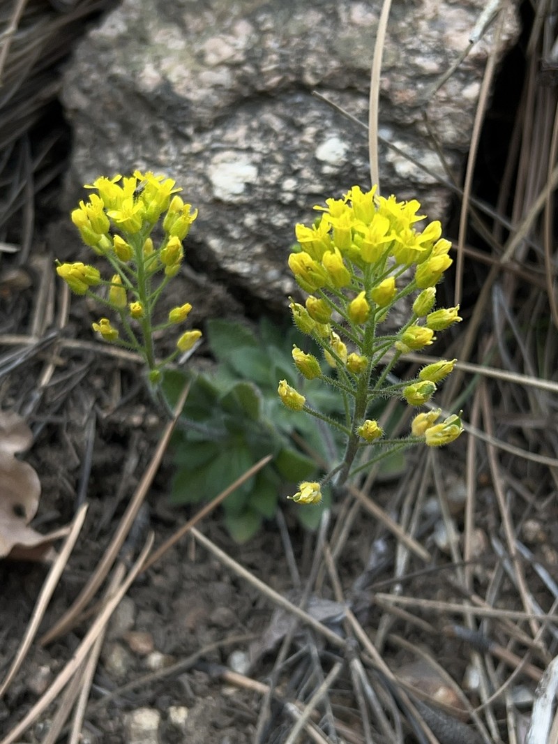 Rough Draba