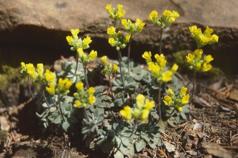 Rough Draba photo 2