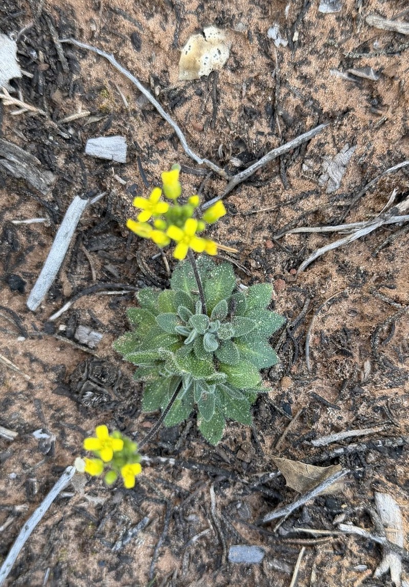 Rough Draba photo 3
