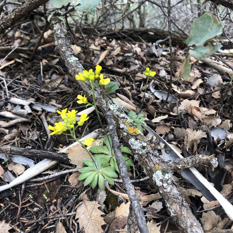 Rough Draba photo 4