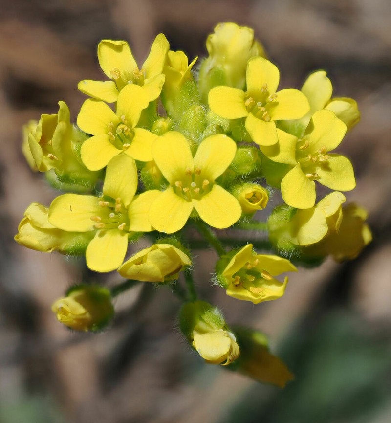 Rough Draba photo 5