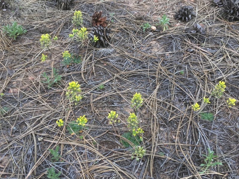 Rough Draba photo 6