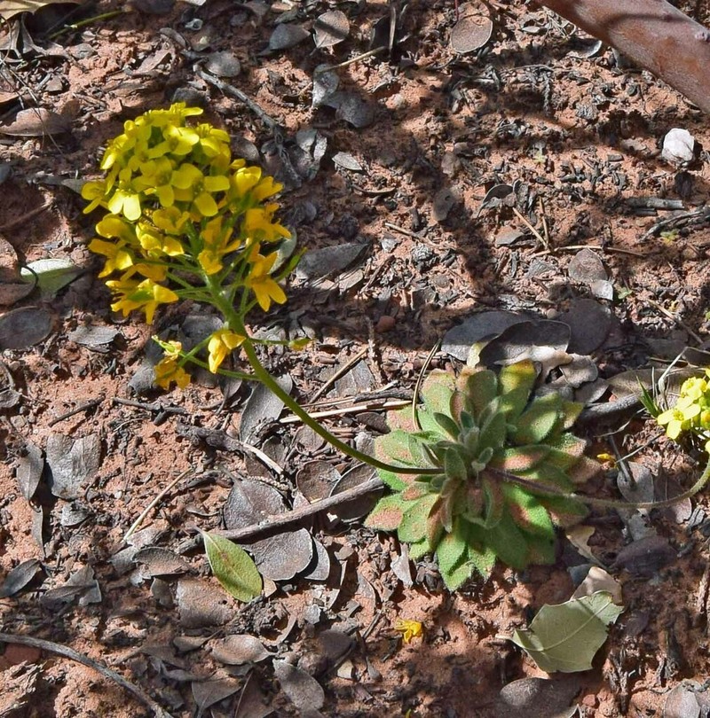 Rough Draba photo 7