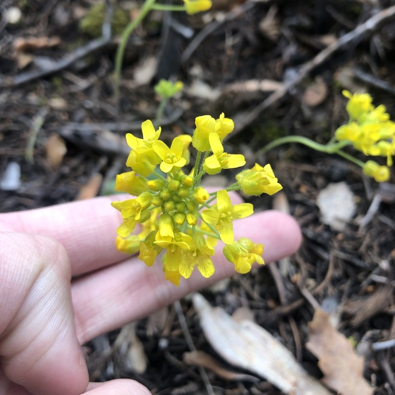 Rough Draba photo 8