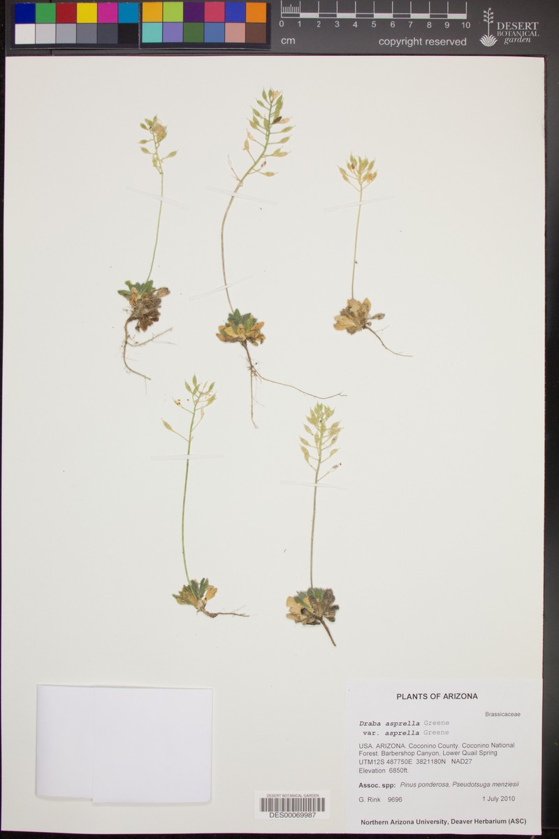 Draba asprella var. asprella