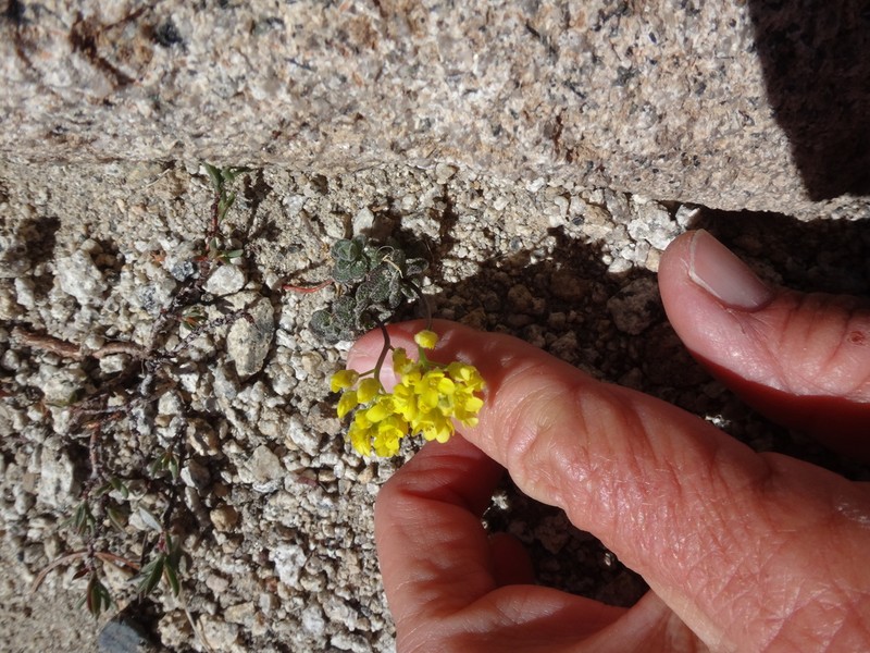 Lake Tahoe Draba