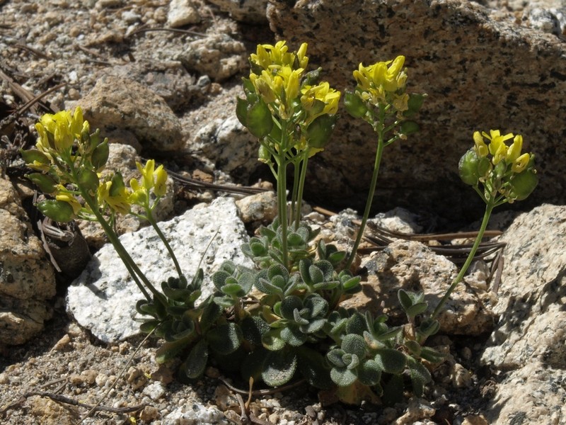 Lake Tahoe Draba photo 2