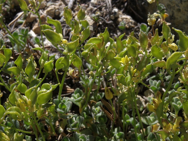 Lake Tahoe Draba photo 3