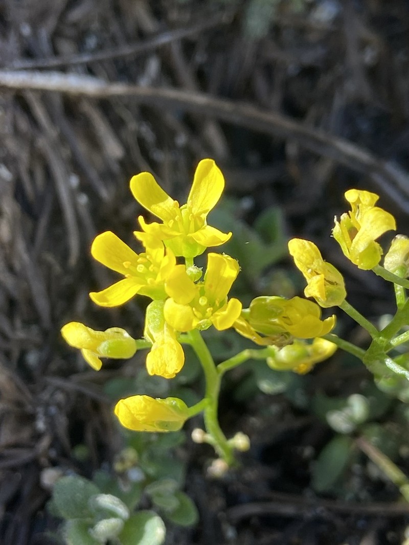 Lake Tahoe Draba photo 4