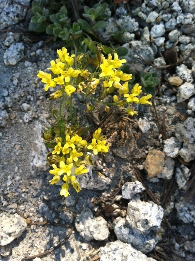 Lake Tahoe Draba photo 5