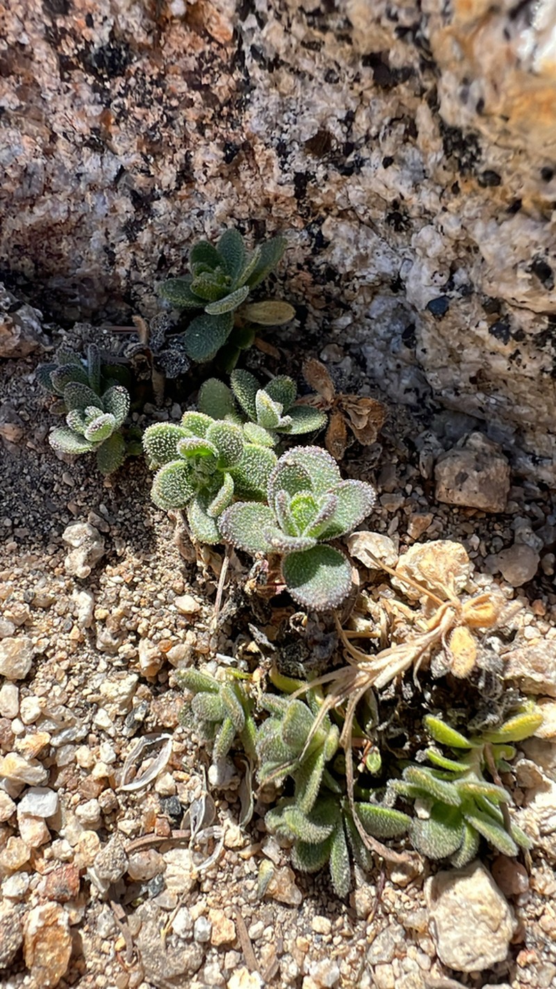 Lake Tahoe Draba photo 6