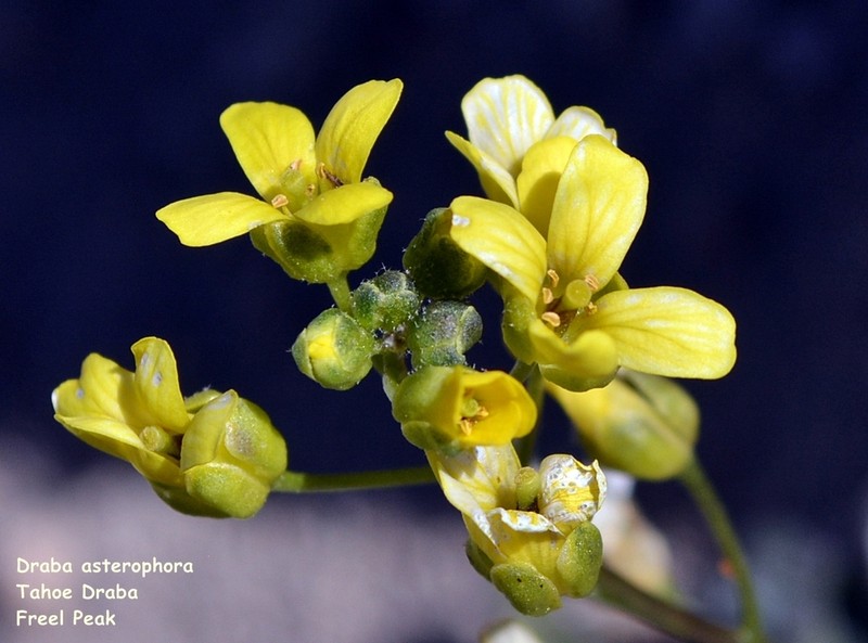 Lake Tahoe Draba photo 7