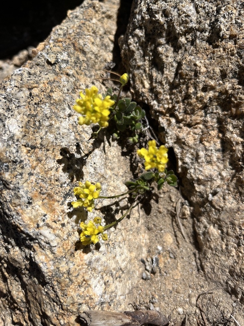 Lake Tahoe Draba photo 8