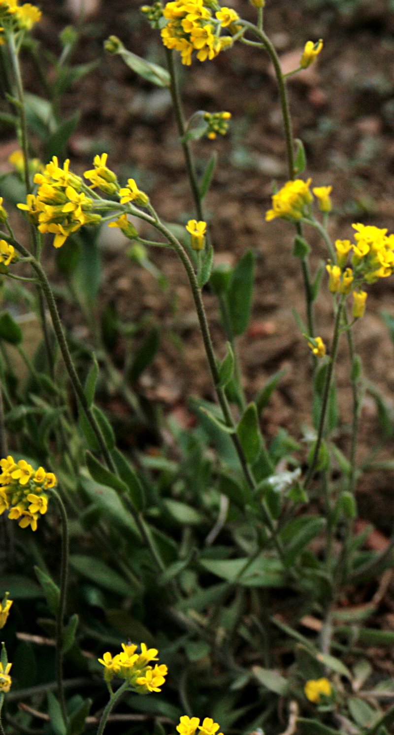 Golden Draba