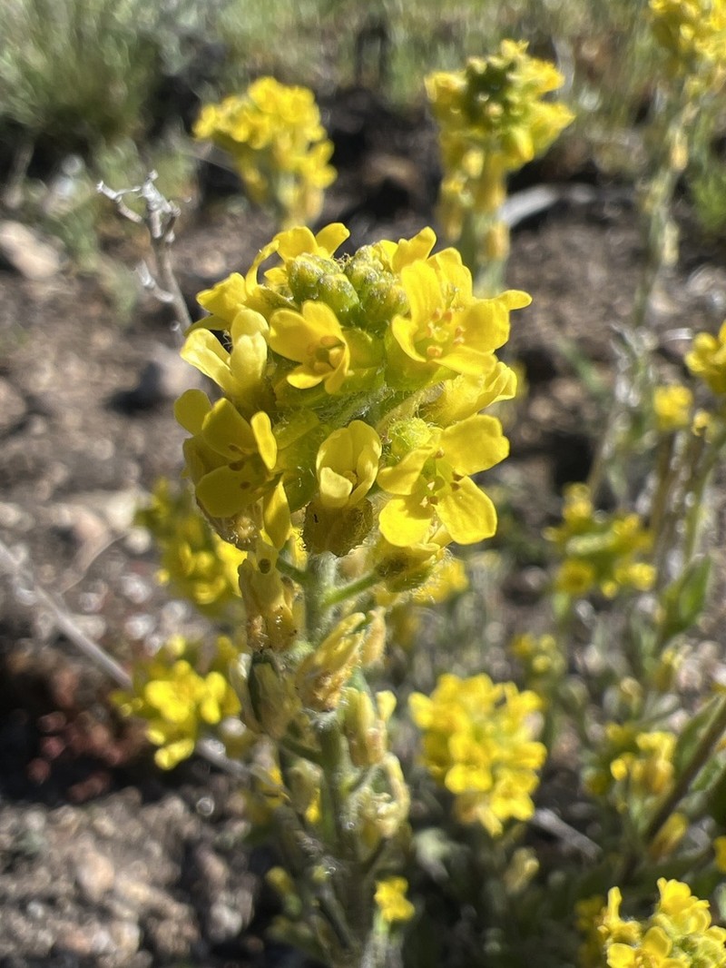 Golden Draba