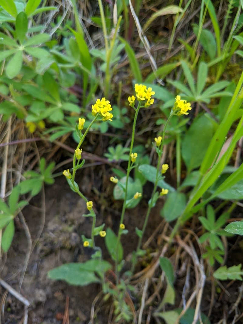 Golden Draba photo 2