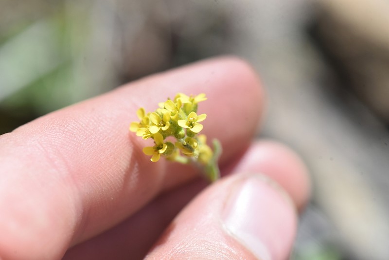 Golden Draba photo 3