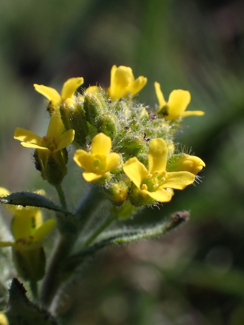 Golden Draba photo 4