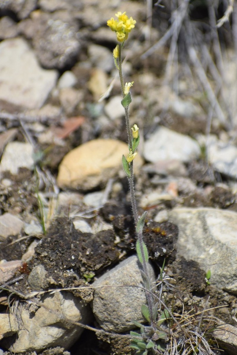 Golden Draba photo 5