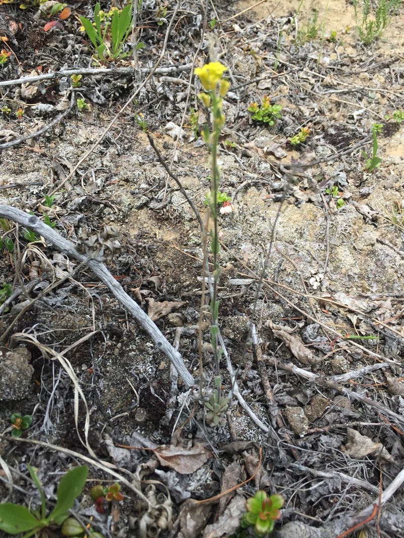 Golden Draba photo 6