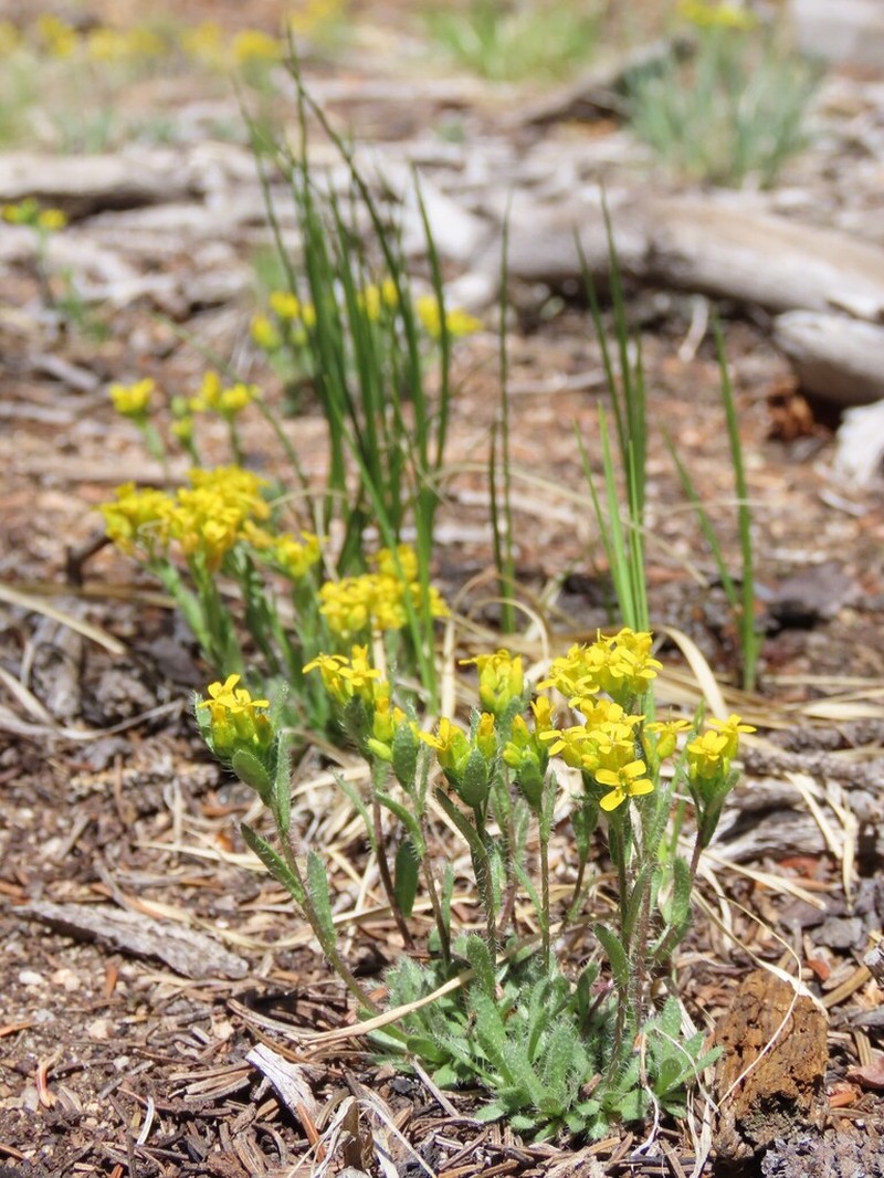 Golden Draba photo 7