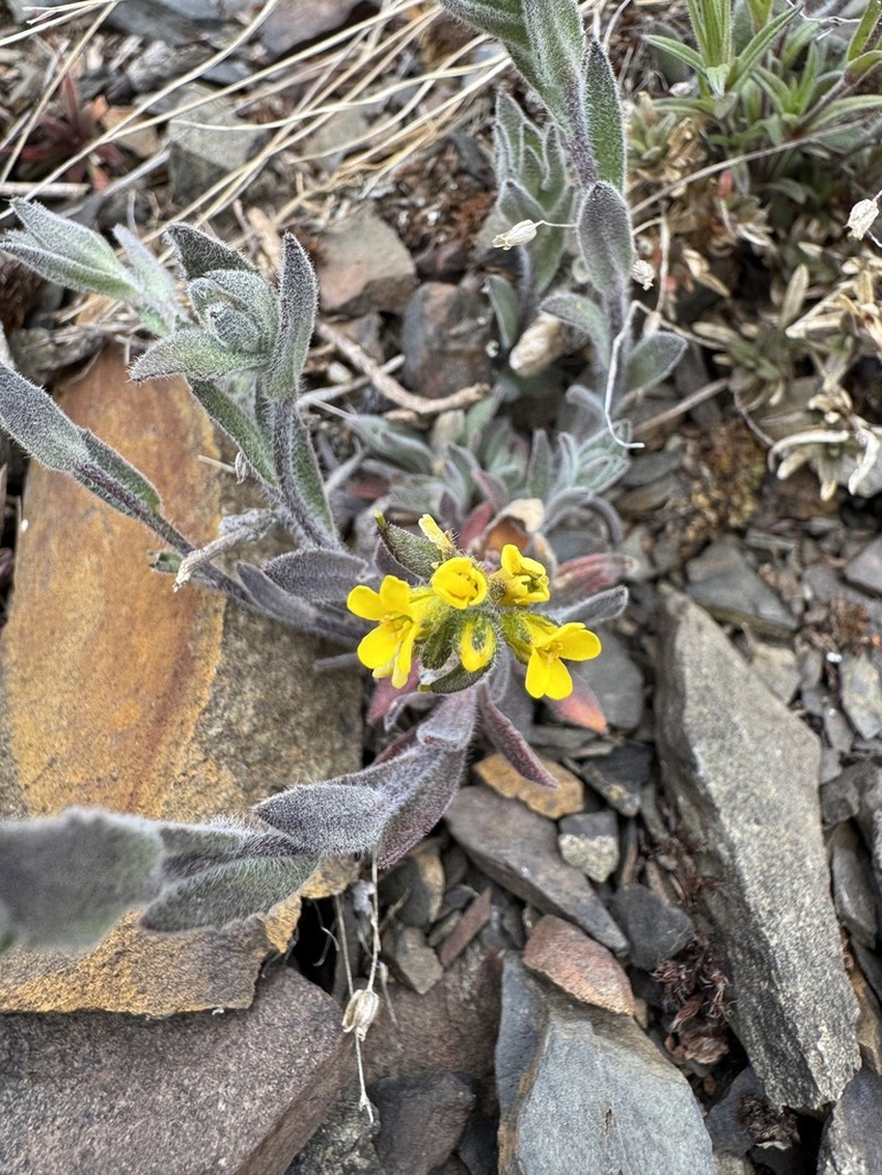 Golden Draba photo 8