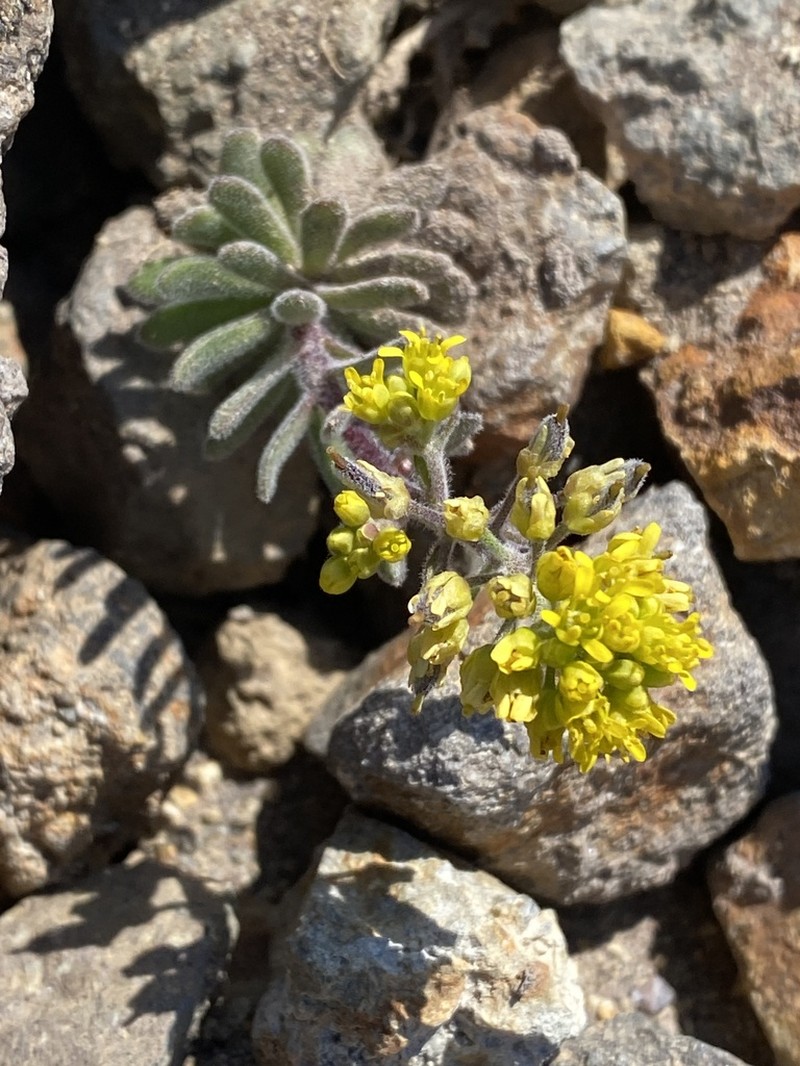 Mt. Lassen Draba