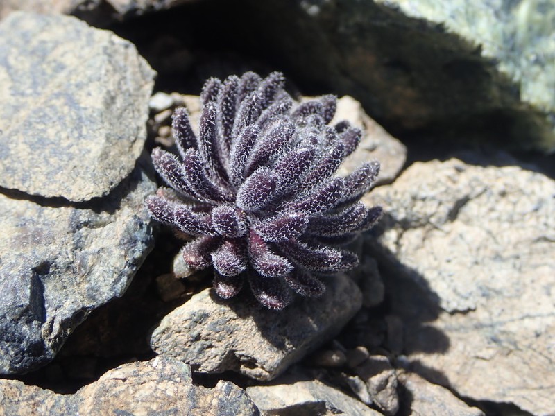 Mt. Lassen Draba photo 2
