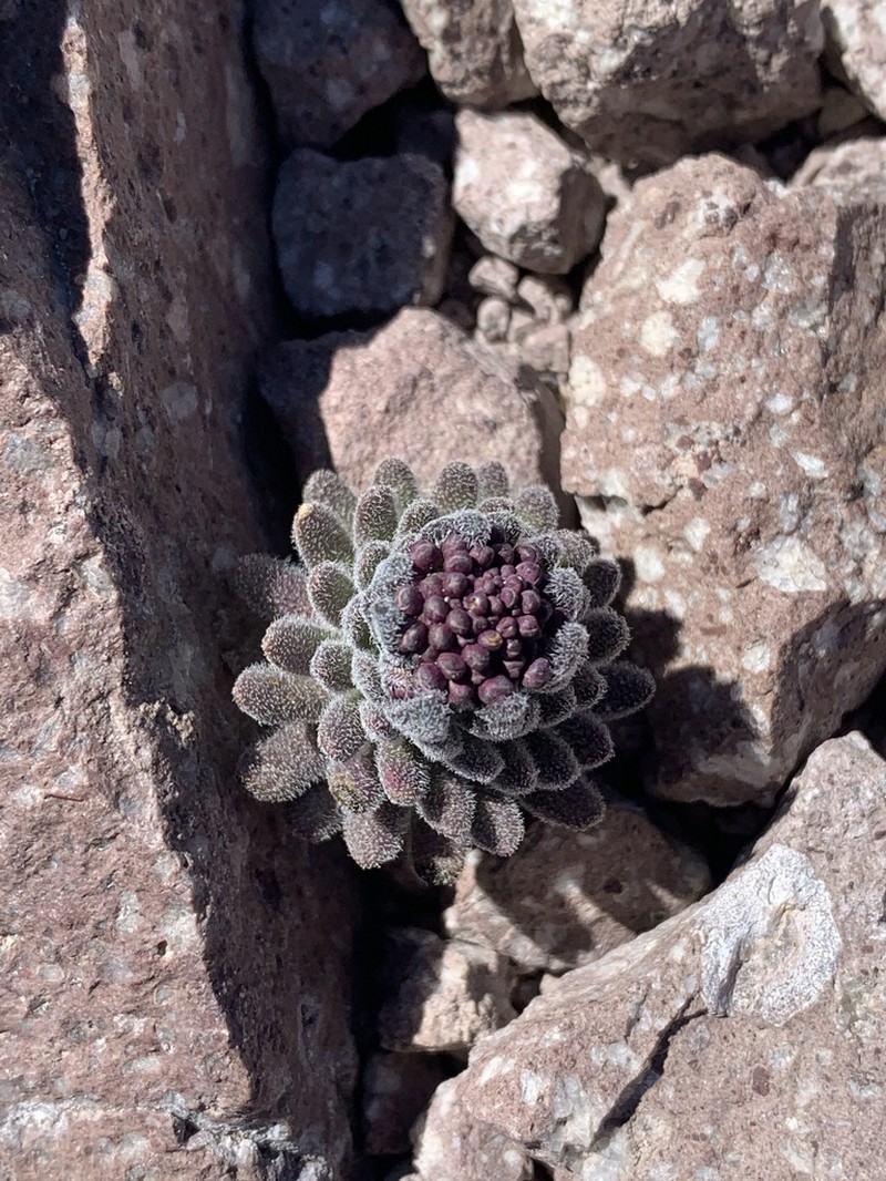Mt. Lassen Draba photo 3