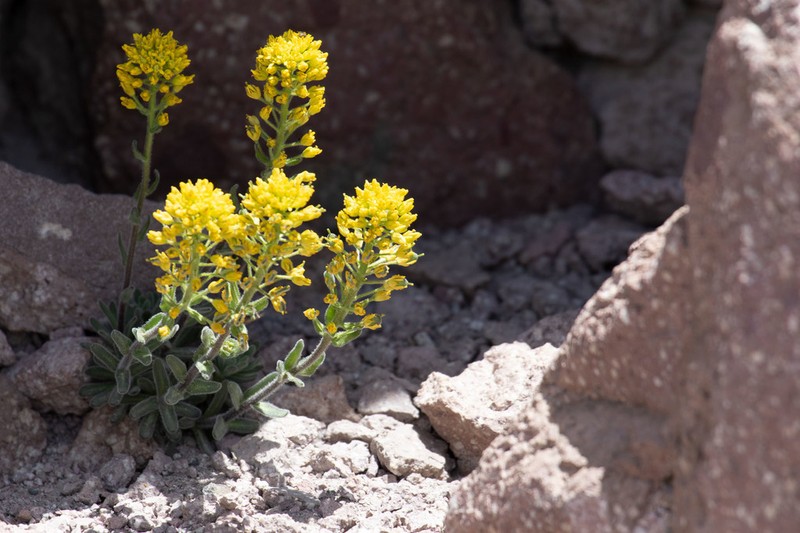 Mt. Lassen Draba photo 4