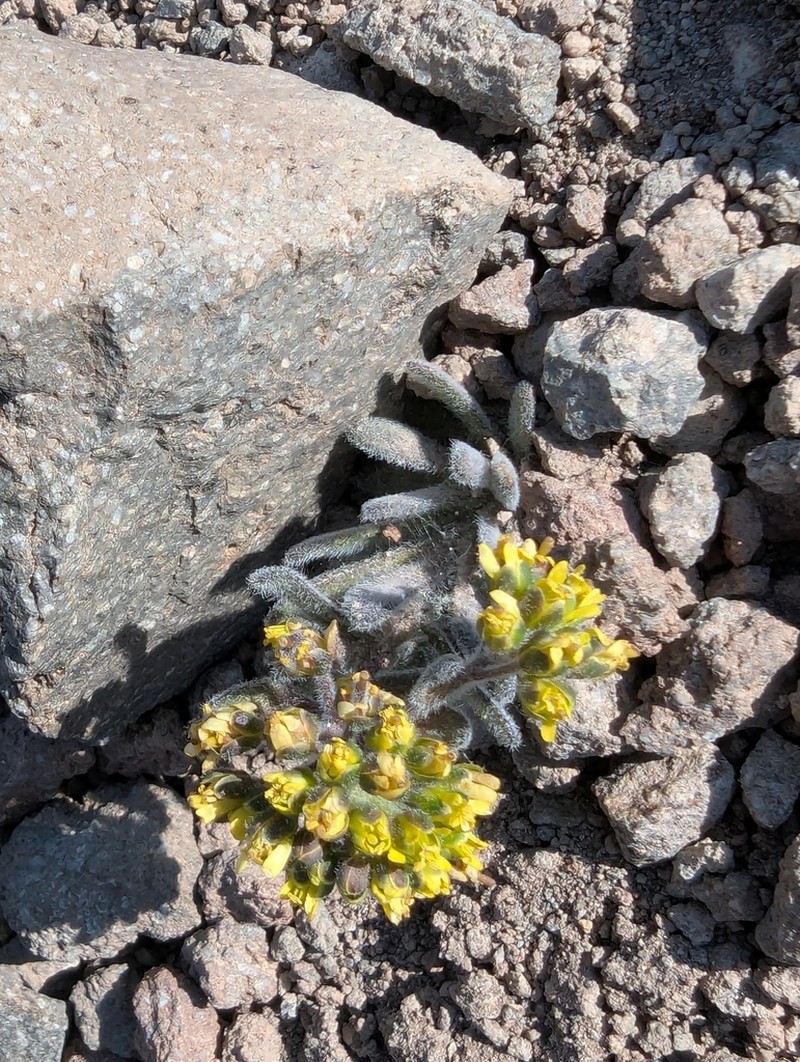 Mt. Lassen Draba photo 5