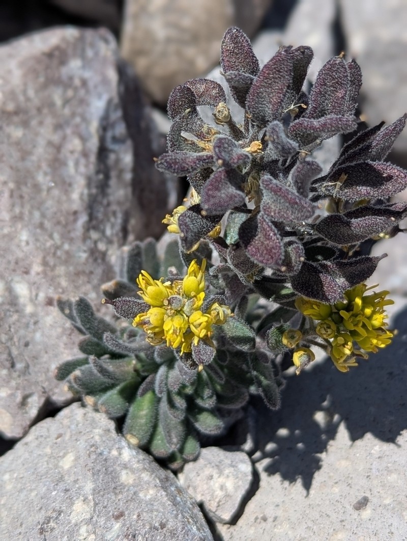 Mt. Lassen Draba photo 6