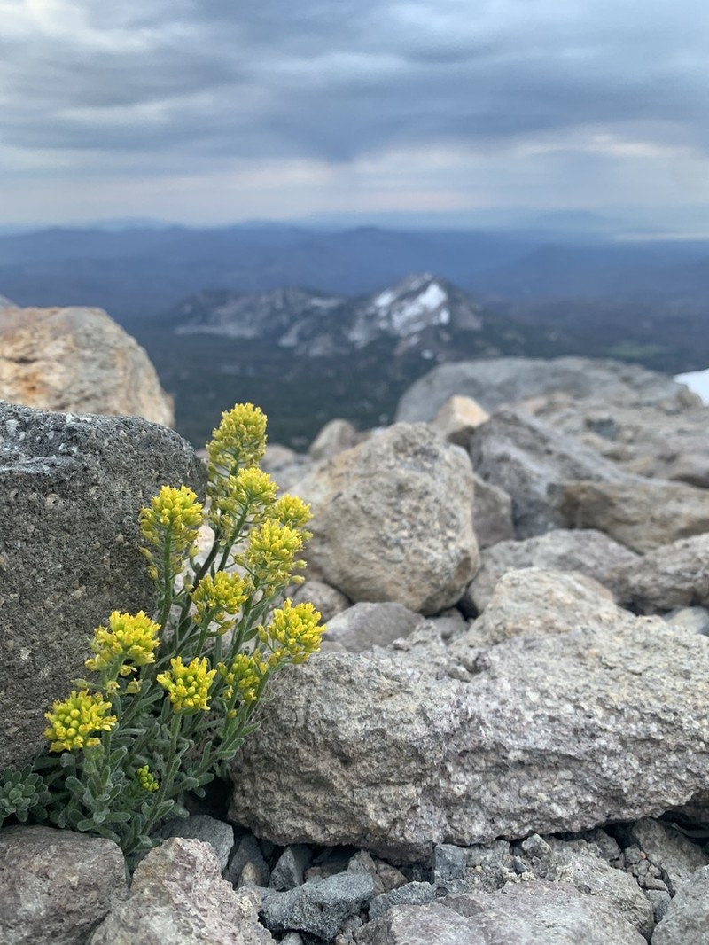 Mt. Lassen Draba photo 7