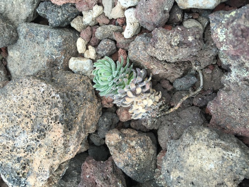 Mt. Lassen Draba photo 8