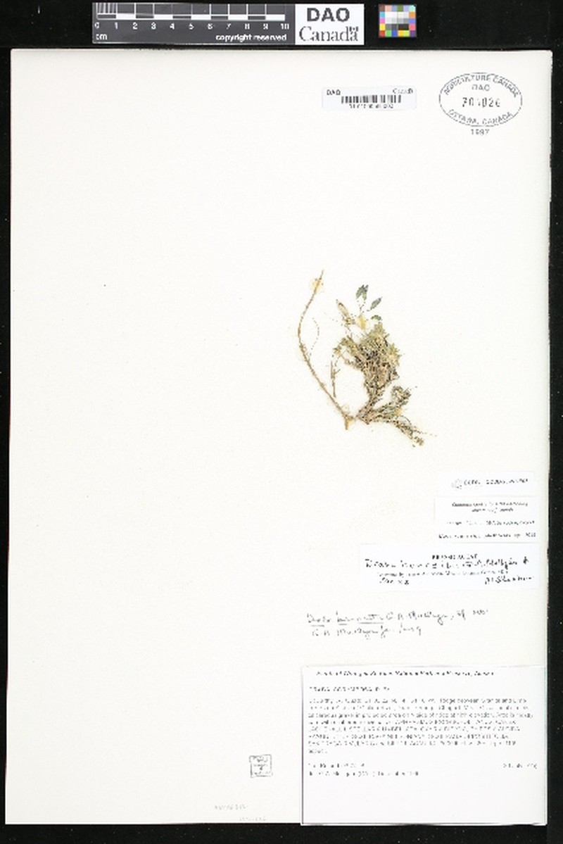 Draba bennettii