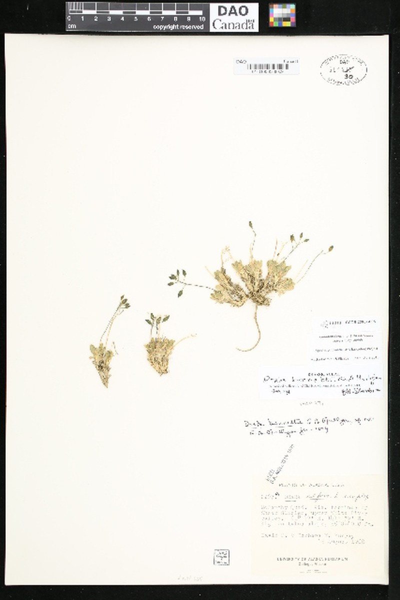 Draba bennettii photo 2