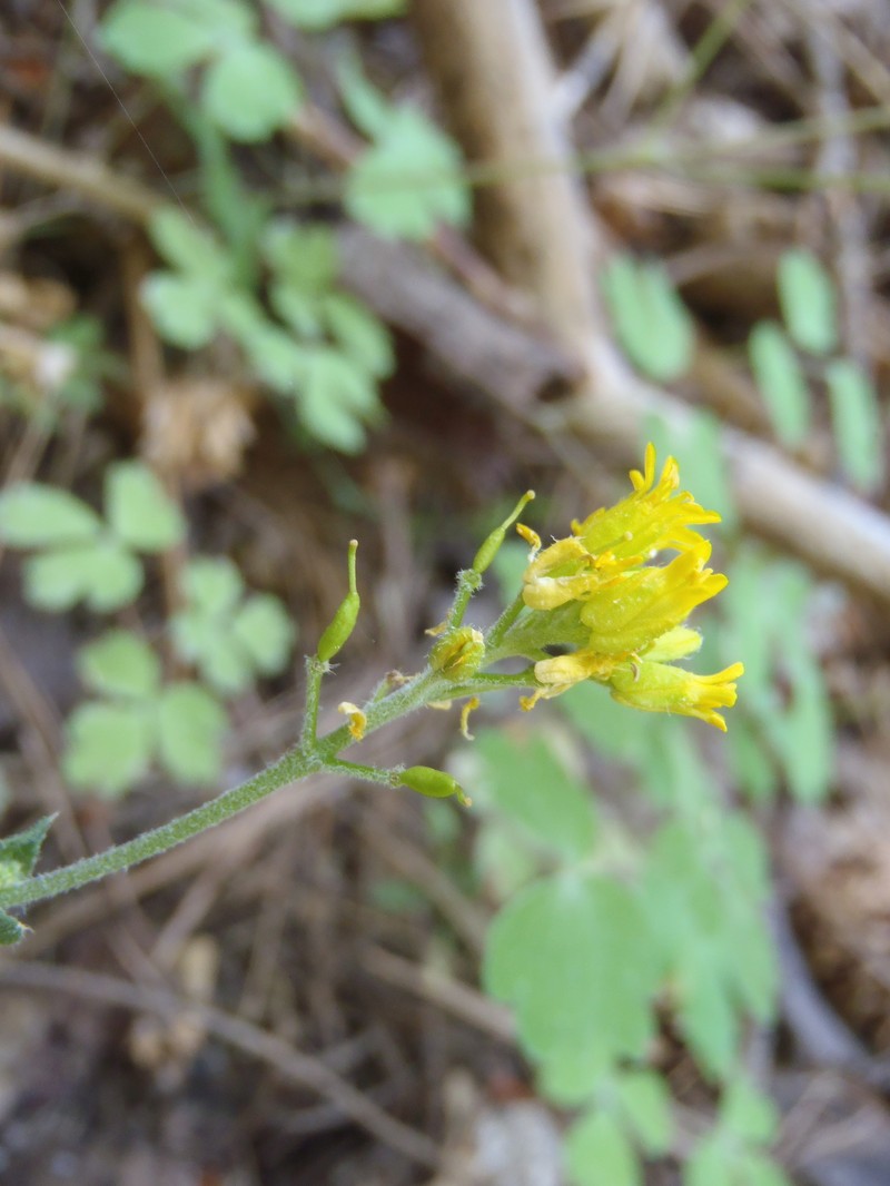 Draba bifurcata photo 2