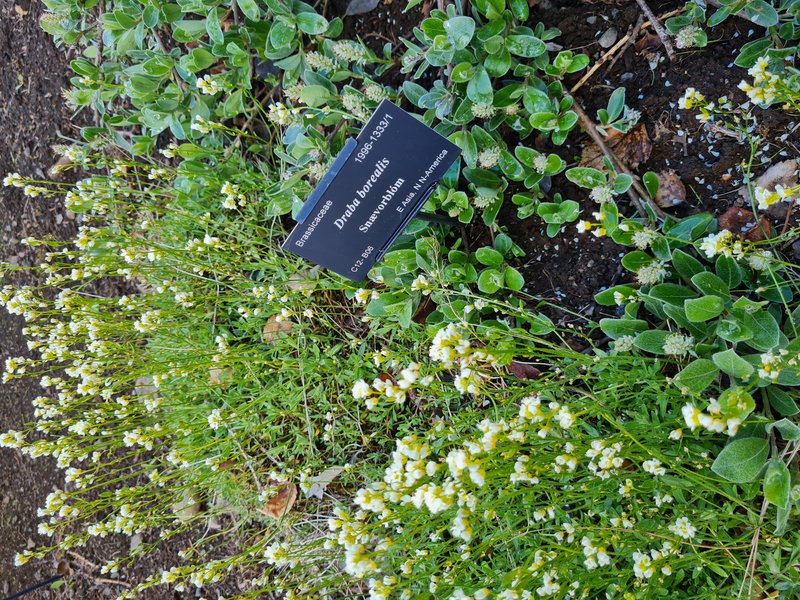 Boreal Draba