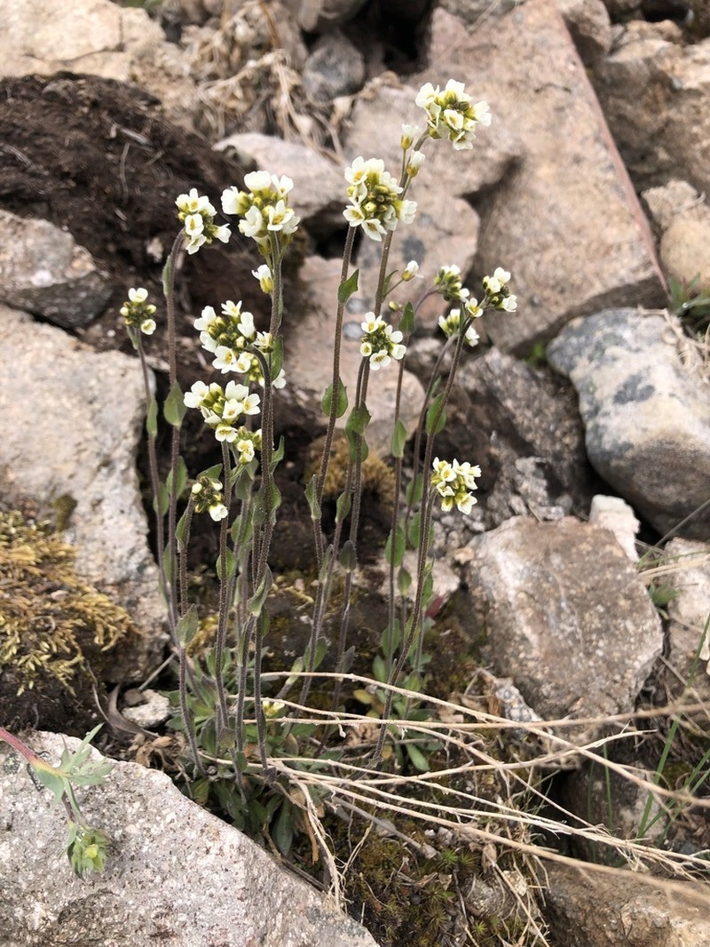 Boreal Draba