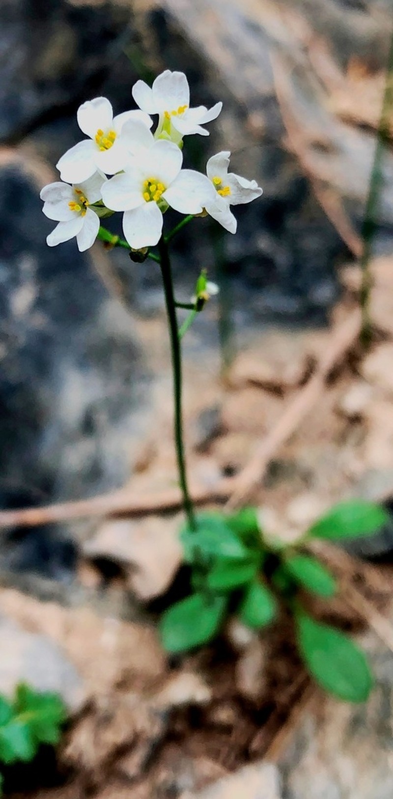 Boreal Draba photo 2