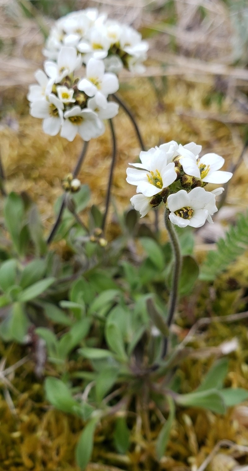 Boreal Draba photo 3