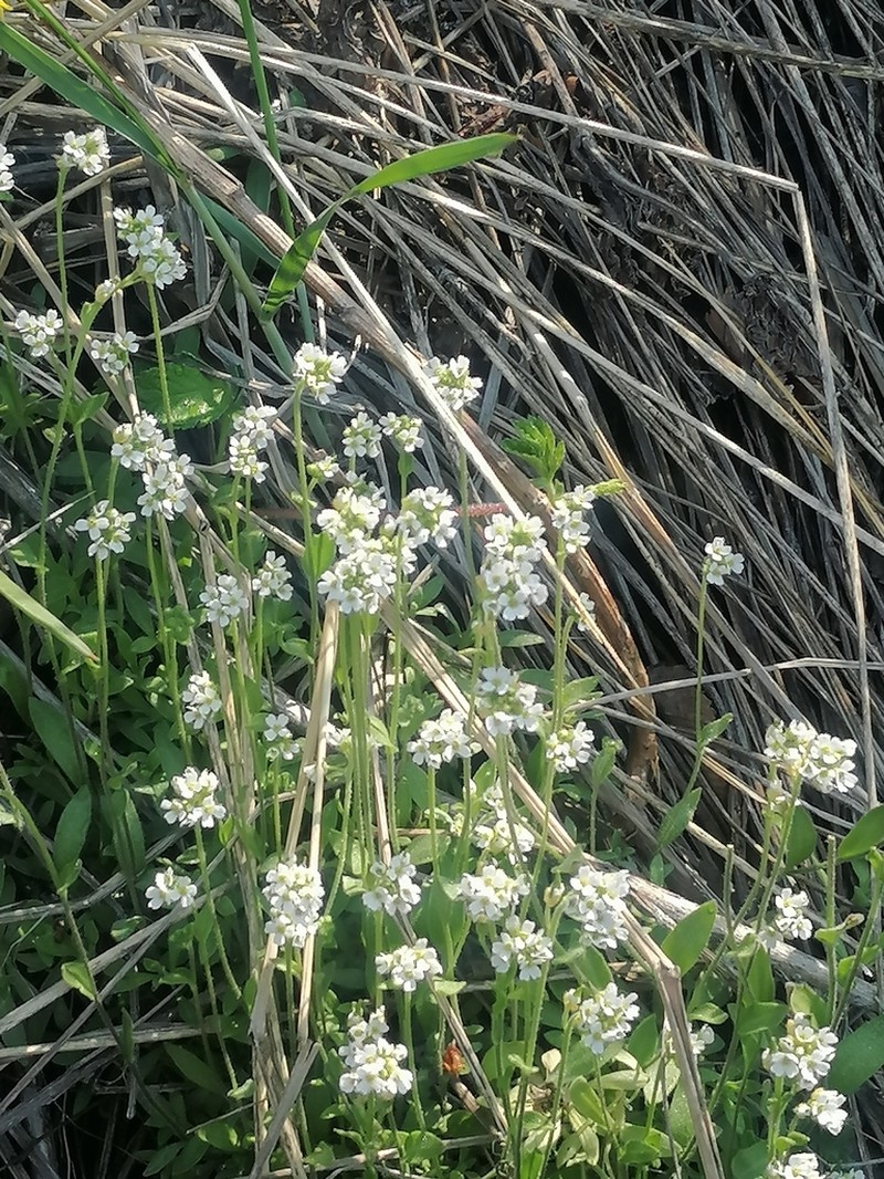 Boreal Draba photo 4