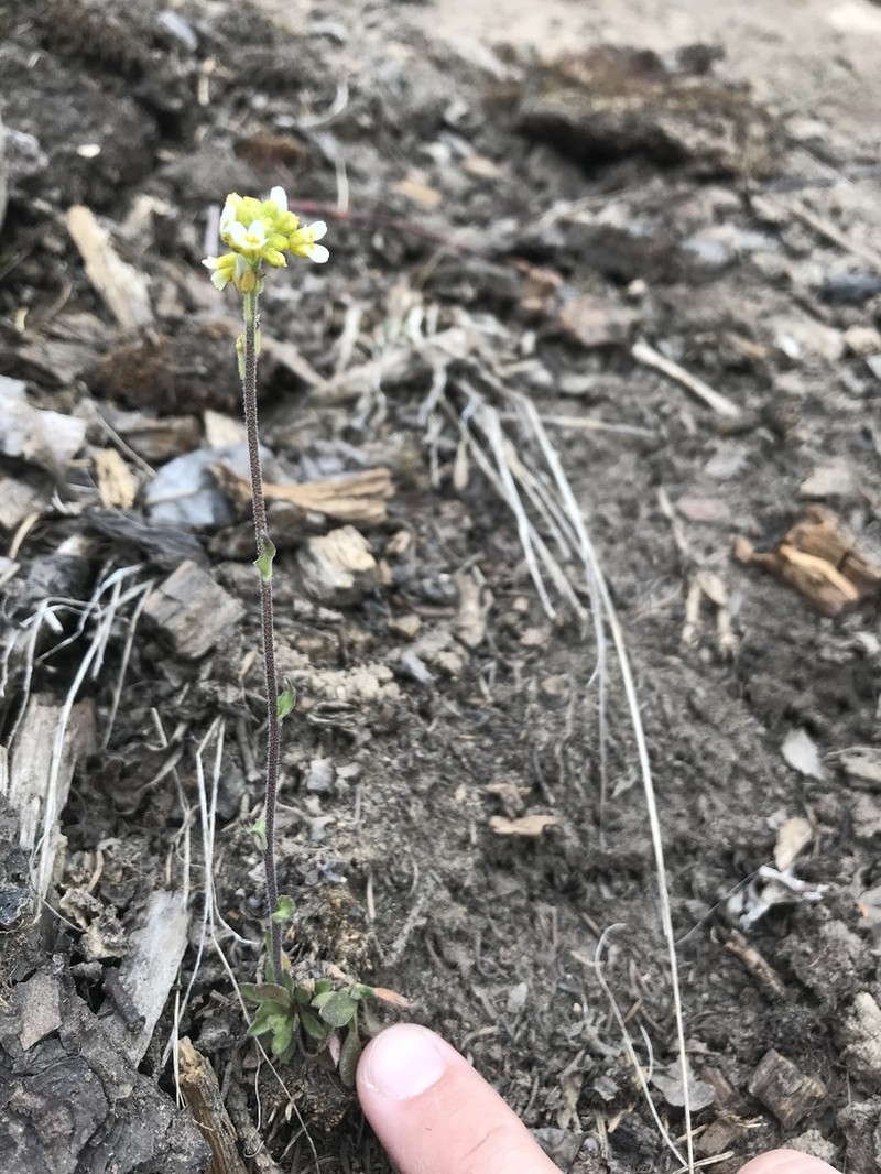 Boreal Draba photo 5