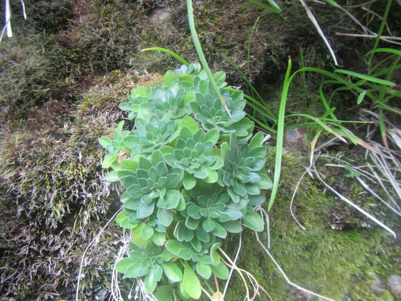 Boreal Draba photo 6