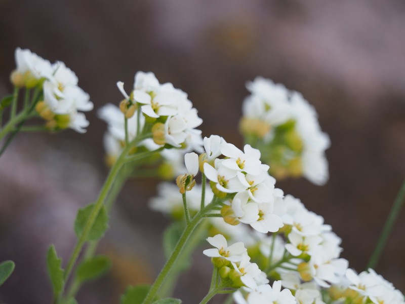 Boreal Draba photo 7