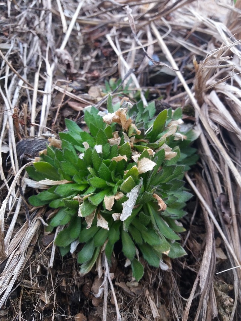 Boreal Draba photo 8